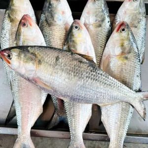 ১০ পিস ৫ কেজি =১৫০০ টাকা।