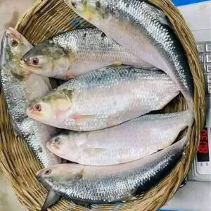 ৮ পিস ৫ কেজি ১৭০০ টাকা